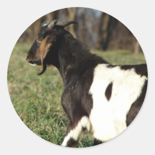 Kalvin Ronde Sticker