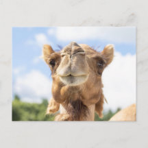 Kameel Portret Dier Fotografie Wilde Dieren