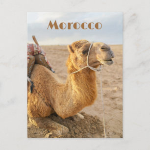 Kameel rustend, Marokko reis Briefkaart