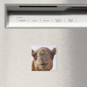 kameel vierkante magneet (Insitu (Vaatwasser))