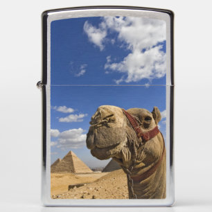 Kameel voor de piramides van Giza, Egypte,