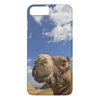 Kameel voor de piramides van Giza, Egypte,