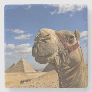 Kameel voor de piramides van Giza, Egypte, Stenen Onderzetter