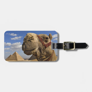 Kameel voor de piramides van Gizeh, Egypte, Bagagelabel