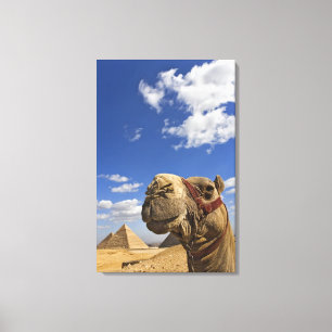 Kameel voor de piramides van Gizeh, Egypte, Canvas Afdruk