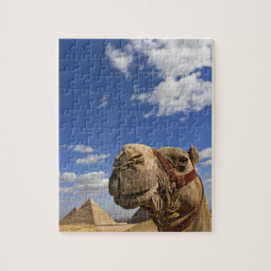 Kameel voor de piramides van Gizeh, Egypte, Legpuzzel