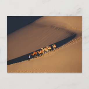 Kameelkaravaan in de woestijn, Dunhuang, Gansu Briefkaart