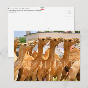 Kameelmarkt, Hargeisa, Somaliland Reisansichtkaart Briefkaart