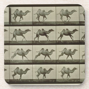 Kamel, bord van "Animal Locomotion", 1887 (b/w p Drankjes Onderzetter