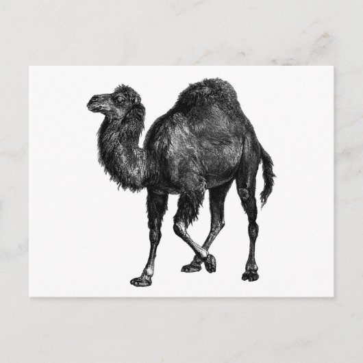 kamel briefkaart (Voorkant)