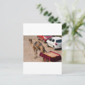Kamel en auto briefkaart (Staand voorkant)