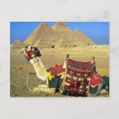 Kamel en pyramiden, Caïro, Egypte Briefkaart (Voorkant)