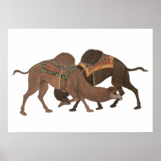 Kamelen bijten- Masti Poster