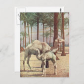 kamelen briefkaart (Voorkant / Achterkant)
