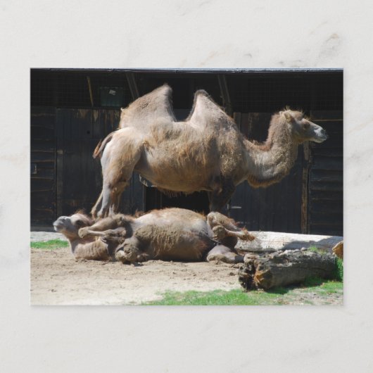kamelen briefkaart (Voorkant)