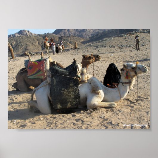 Kamelen die rusten in de woestijn poster (Voorkant)