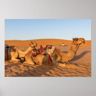 Kamelen in de woestijn van Oman Poster
