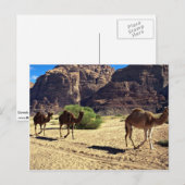Kamelen in de woestijn van Wadi Rum, woestijn van Briefkaart (Voorkant / Achterkant)