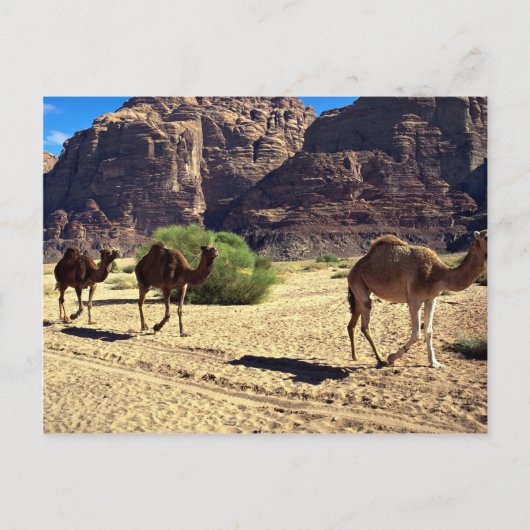 Kamelen in de woestijn van Wadi Rum, woestijn van Briefkaart (Voorkant)