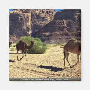 Kamelen in de woestijn van Wadi Rum, woestijn van Magneet