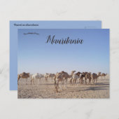 Kamelen in Mauritanië Briefkaart (Voorkant / Achterkant)