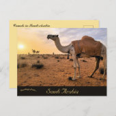 Kamelen in Saoedi-Arabië Briefkaart (Voorkant / Achterkant)