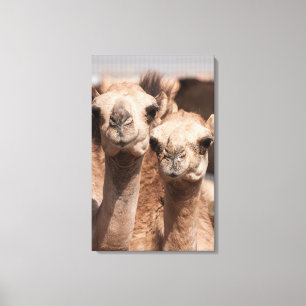 Kamelen op de Camelmarkt in Al Ain bij Dubai Canvas Afdruk