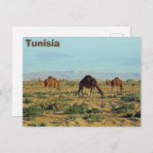 Kamelen, Tunesië Briefkaart (Voorkant / Achterkant)