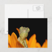 kameleon briefkaart (Voorkant / Achterkant)