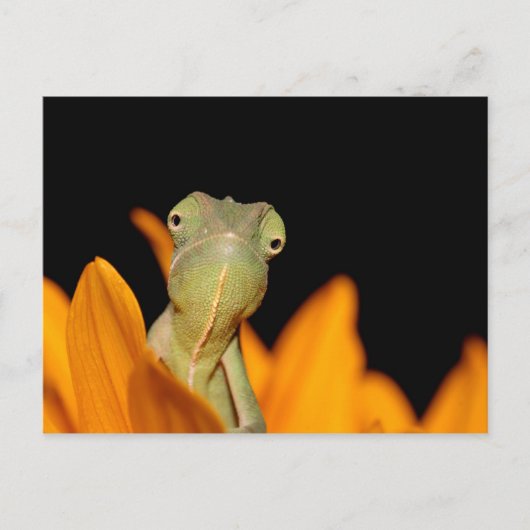 kameleon briefkaart (Voorkant)