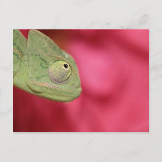 kameleon briefkaart