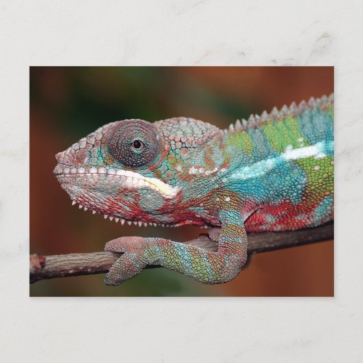kameleon briefkaart (Voorkant)