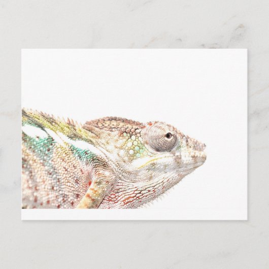 kameleon briefkaart (Voorkant)