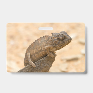 Kameleon in Namibië Badge