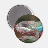 kameleon magneet (Voorkant / Achterkant)