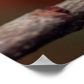 kameleon poster (Hoek)