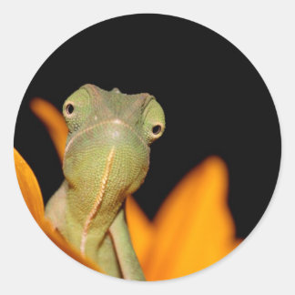 kameleon ronde sticker