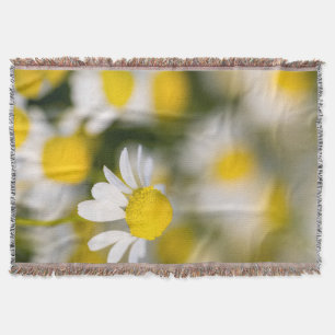 Kamillebloem close-up, Hongarije Deken