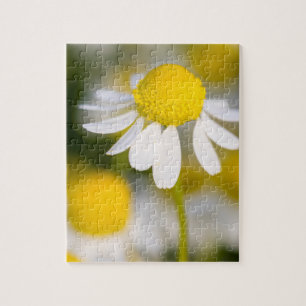 Kamillebloem close-up, Hongarije Legpuzzel
