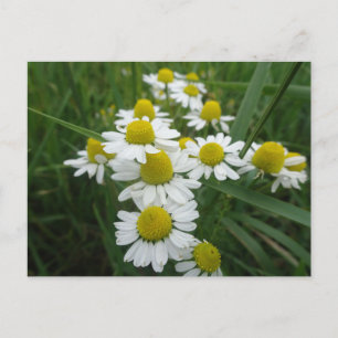 Kamillebloemen sluiten DIY-Briefkaart Briefkaart