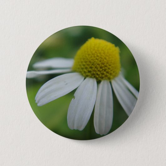Kamillenblüte Ronde Button 5,7 Cm (Voorkant)