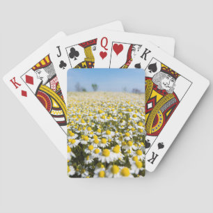 Kamilleveld, Hongarije Speelkaarten