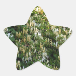 Kamperfoelie Tegen Een Muur Ster Sticker