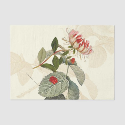  kamperfoelie tissuepapier (Voorkant)