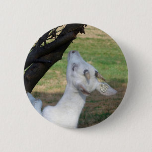 Kan ik deze boom beklimmen? ronde button 5,7 cm