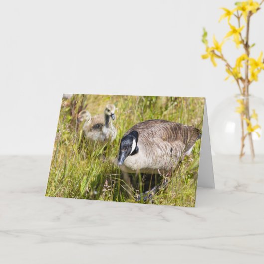 kanaalganzennoot kaart (Gele Bloem)