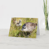 kanaalganzennoot kaart (Voorkant)