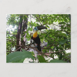 Kanaalgefactureerde toucan, Trinidad-Briefkaart Briefkaart