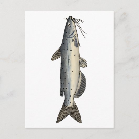 Kanaalvis (juveniel) briefkaart (Voorkant)