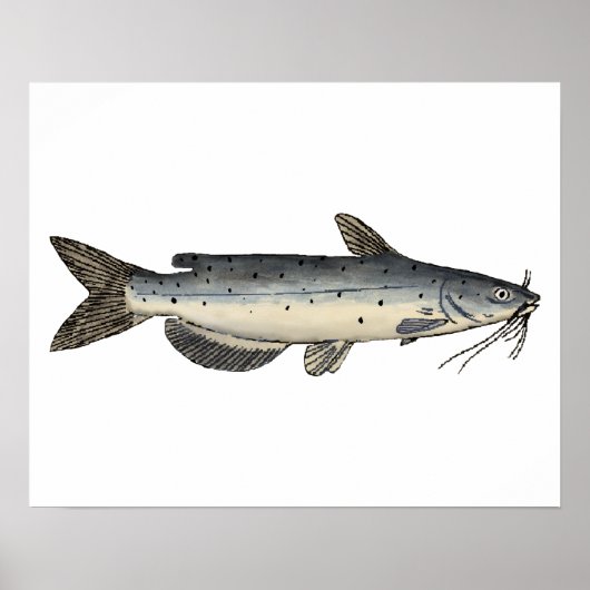 Kanaalvis (juveniel) poster (Voorkant)